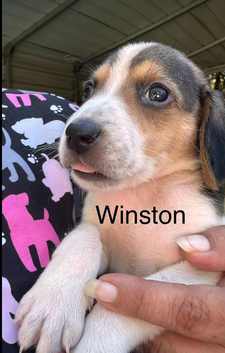 Winston, Adoptable, Puppy Male Hound.