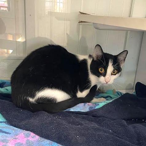 Daisy, a Adoptable Domestic Short Hair in Prescott, AZ image 1/4