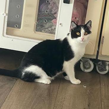 Enlarge Daisy, a Adoptable Domestic Short Hair in Prescott, AZ image 1/5