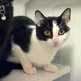 Enlarge Daisy, a Adoptable Domestic Short Hair in Prescott, AZ image 2/5