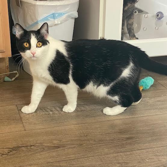 Enlarge Daisy, a Adoptable Domestic Short Hair in Prescott, AZ image 4/5