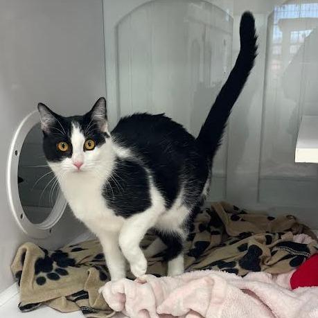 Daisy, a Adoptable Domestic Short Hair in Prescott, AZ image 2/4