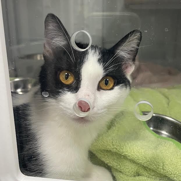 Daisy, a Adoptable Domestic Short Hair in Prescott, AZ image 3/4