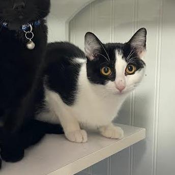 Daisy, a Adoptable Domestic Short Hair in Prescott, AZ image 4/4