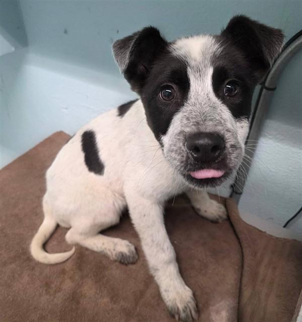 Enlarge GOOSE, a Adoptable Pit Bull Terrier in Lancaster, CA image 1/1