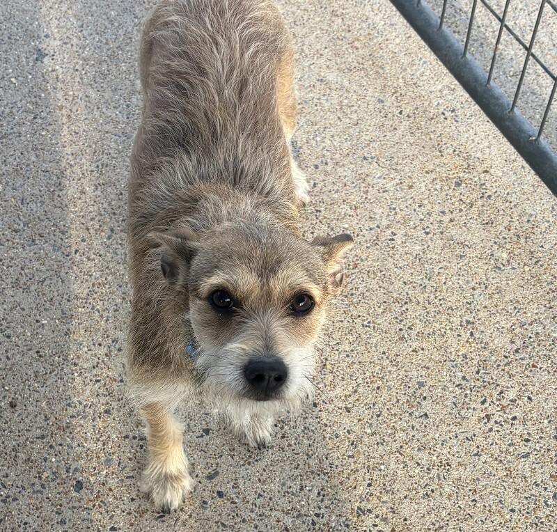 BART 3-30-2026, Adoptable, Adult Male Miniature Schnauzer.