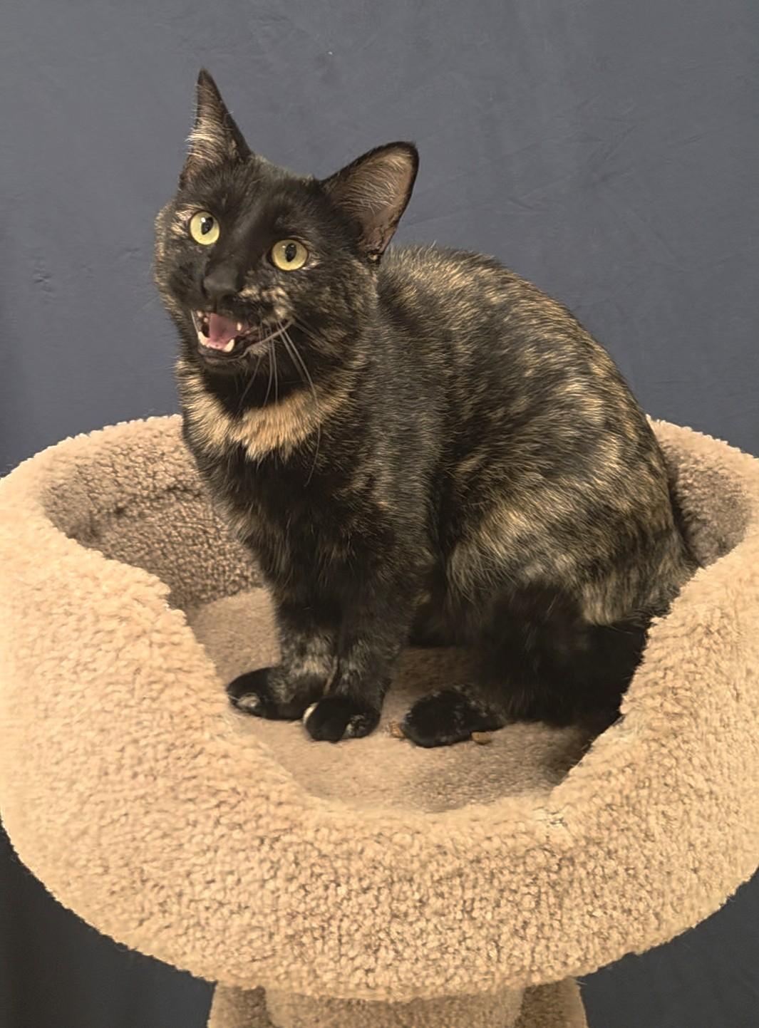 Penny, a ADOPTABLE Domestic Short Hair in Red Wing, MN image 3/5
