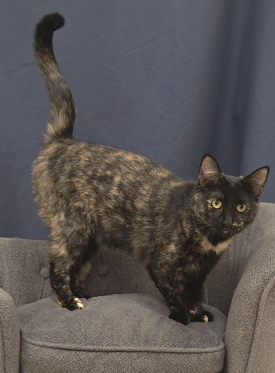 Penny, a ADOPTABLE Domestic Short Hair in Red Wing, MN image 5/5