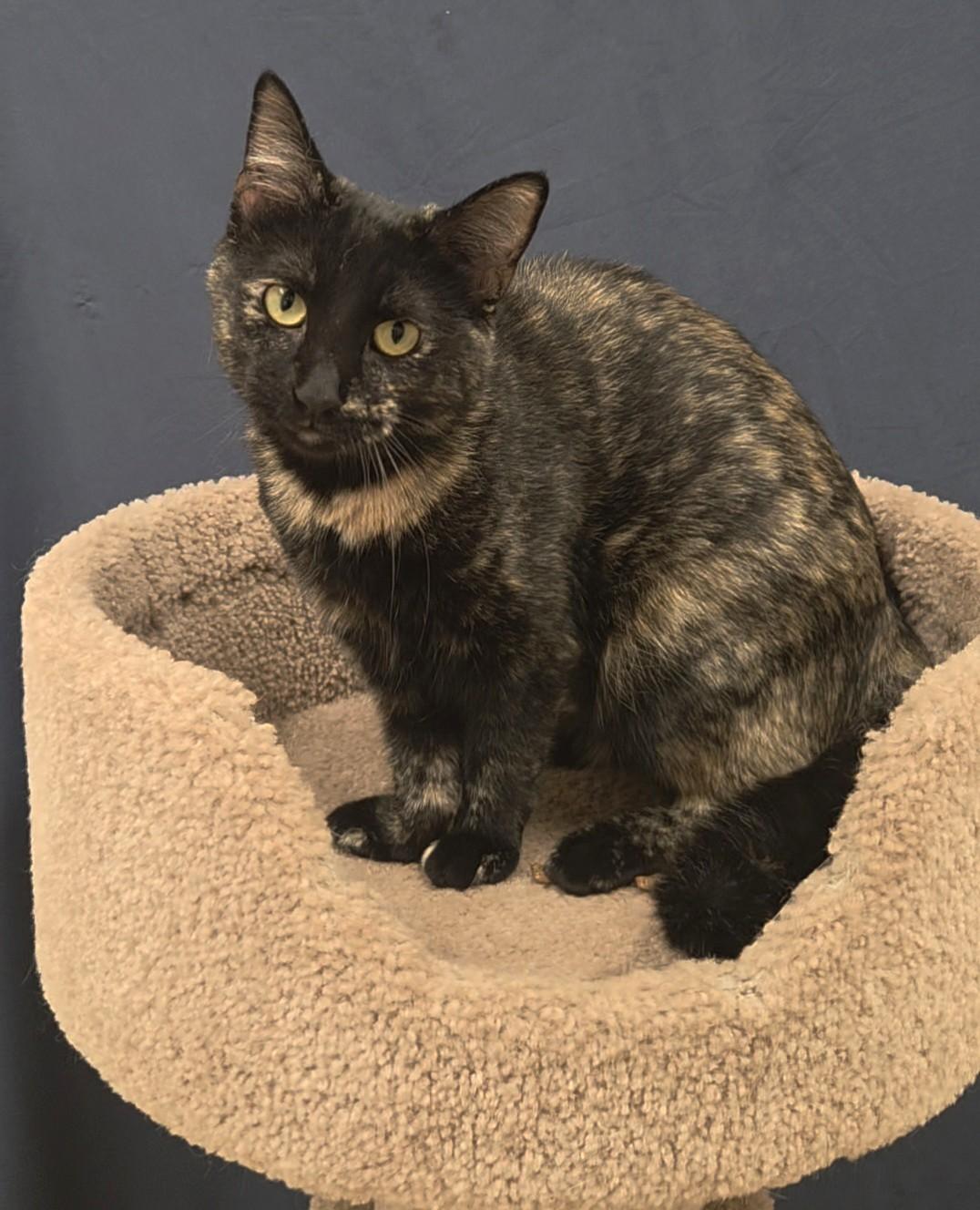 Penny, a ADOPTABLE Domestic Short Hair in Red Wing, MN image 2/5