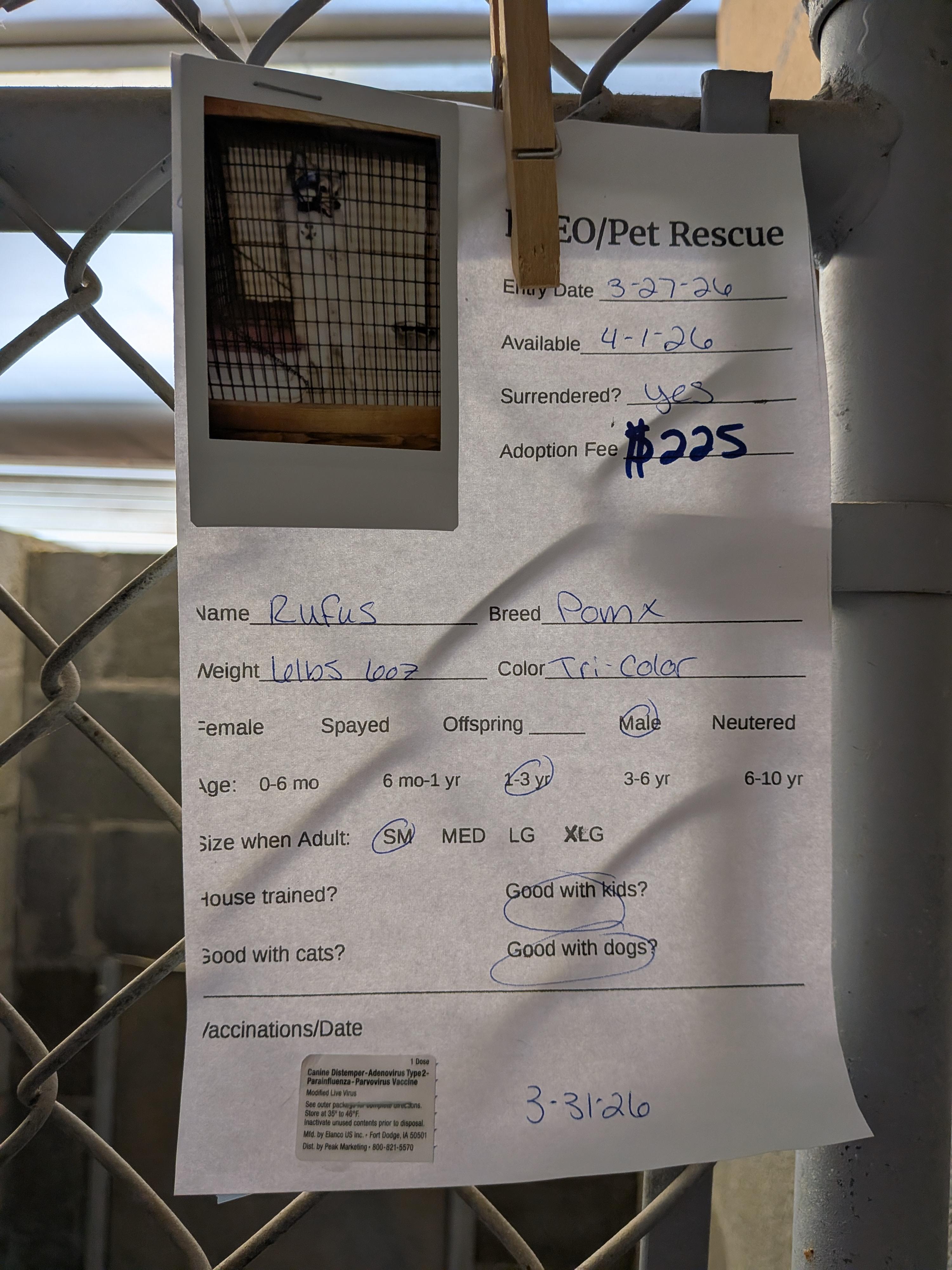 Enlarge Rufus, an adopted mixed breed in Hermiston, OR image 2/2