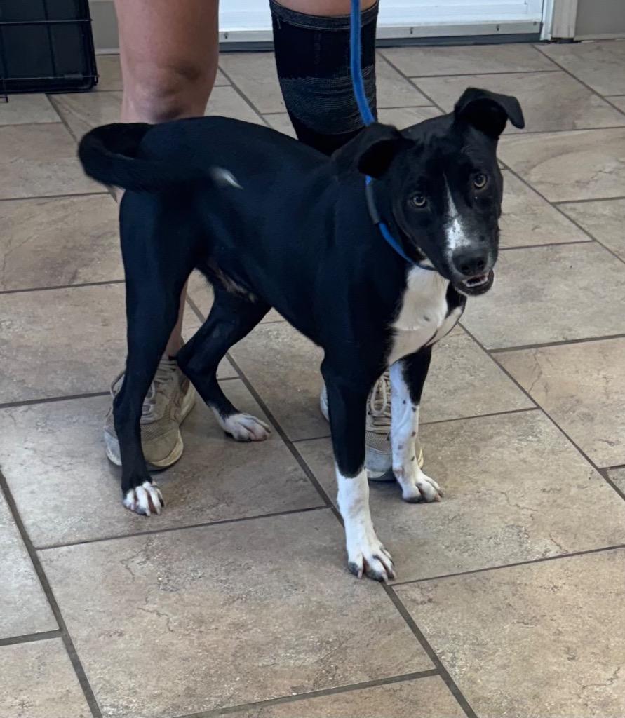 Enlarge Hawk, a Adoptable mixed breed in Batesville, AR image 1/1