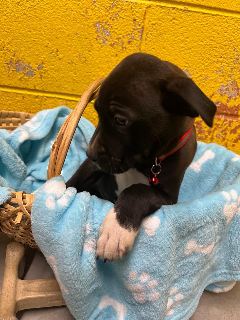 Lizard, Adoptable, Puppy Male Mixed Breed.