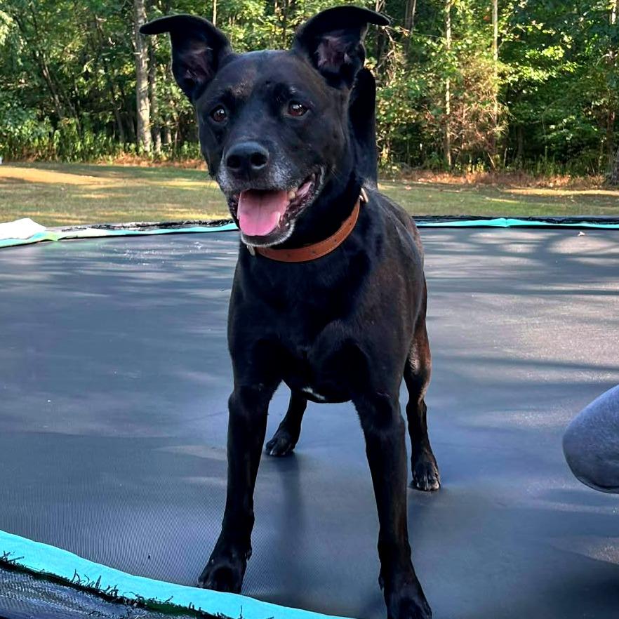 Enlarge Baer (Collin), a Adoptable mixed breed in Clarksville, TN image 1/6