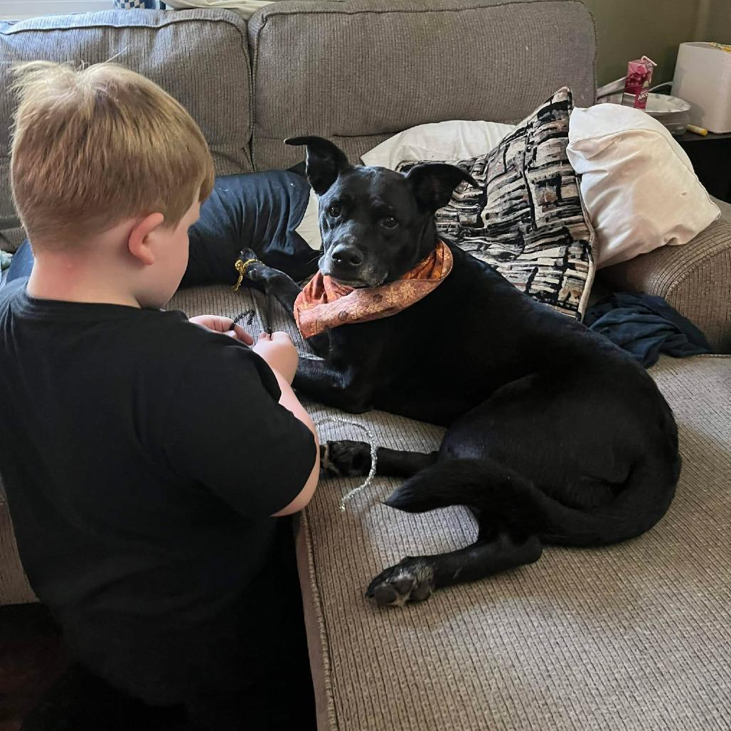 Enlarge Baer (Collin), a Adoptable mixed breed in Clarksville, TN image 3/6