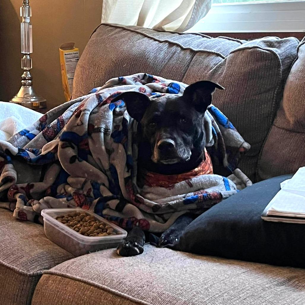Enlarge Baer (Collin), a Adoptable mixed breed in Clarksville, TN image 4/6