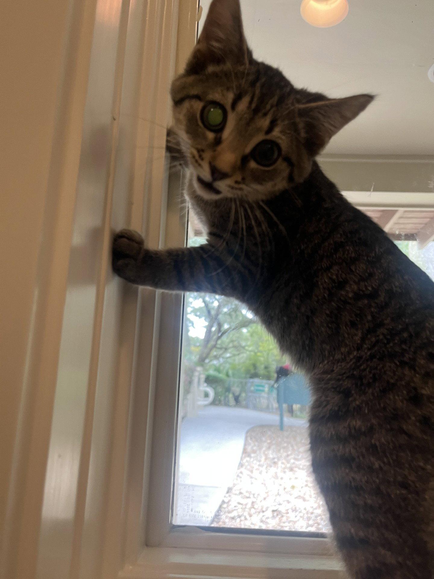 Chevron, a Adopted Domestic Short Hair in Hilton Head Island, SC image 1/2
