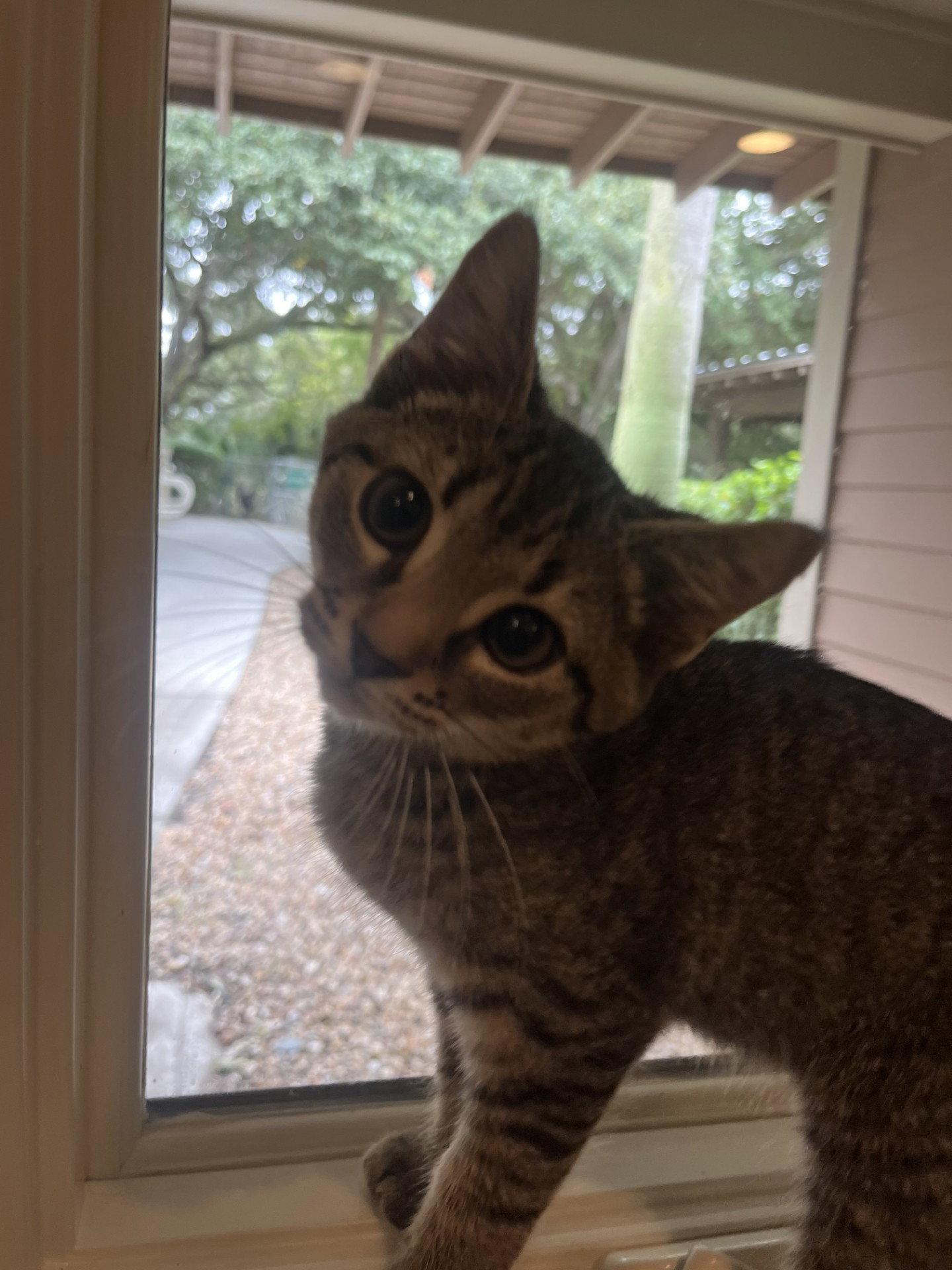 Chevron, a Adopted Domestic Short Hair in Hilton Head Island, SC image 2/2