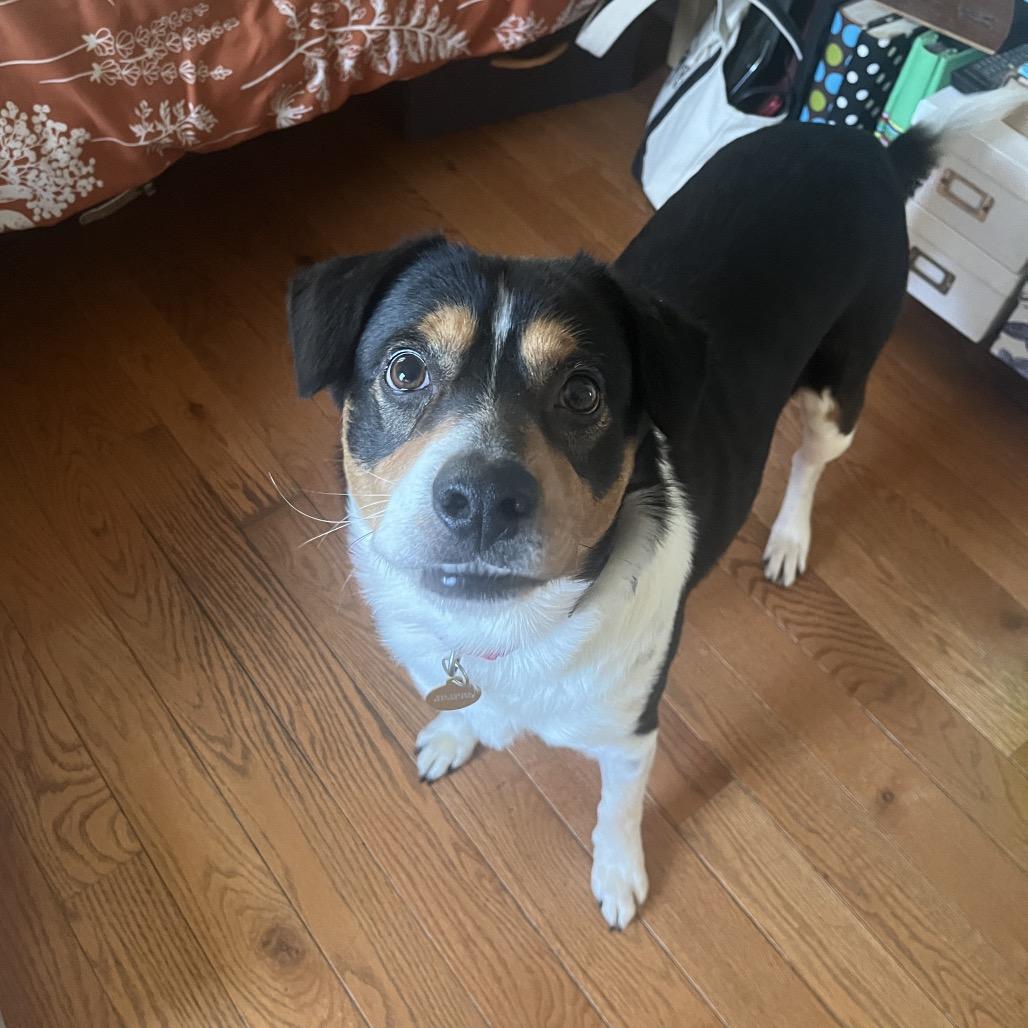 Striker, Adoptable, Adult Male Mixed Breed.