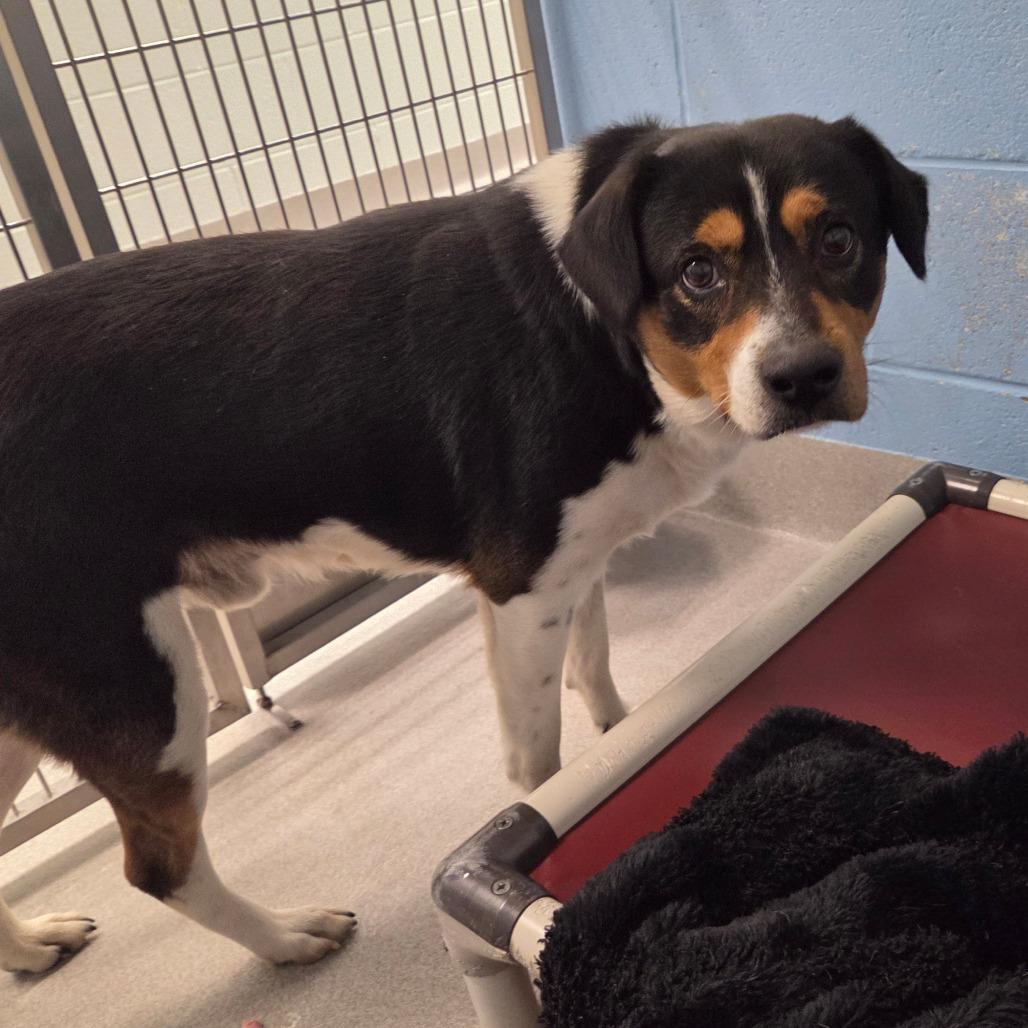 Striker, a Adoptable Mixed Breed in Chattanooga, TN image 2/6