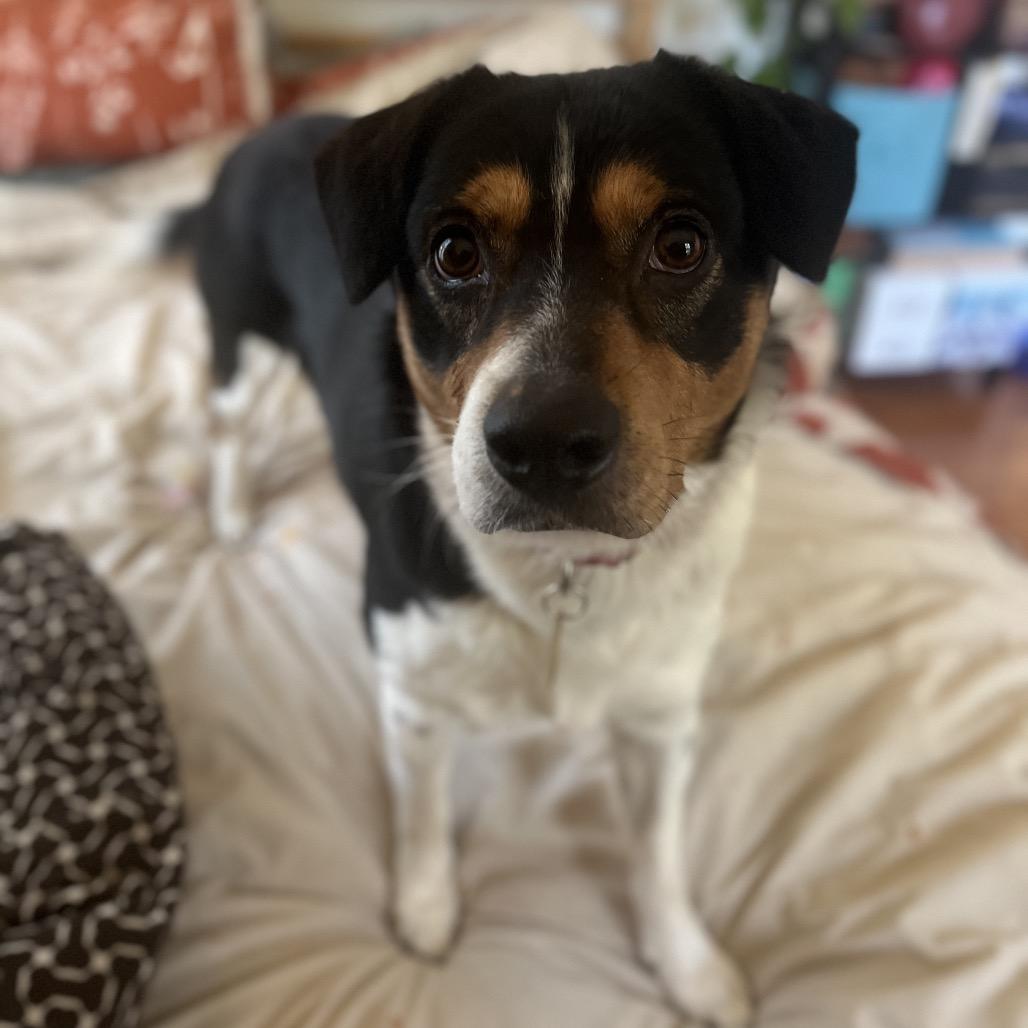 Striker, a Adoptable Mixed Breed in Chattanooga, TN image 3/6
