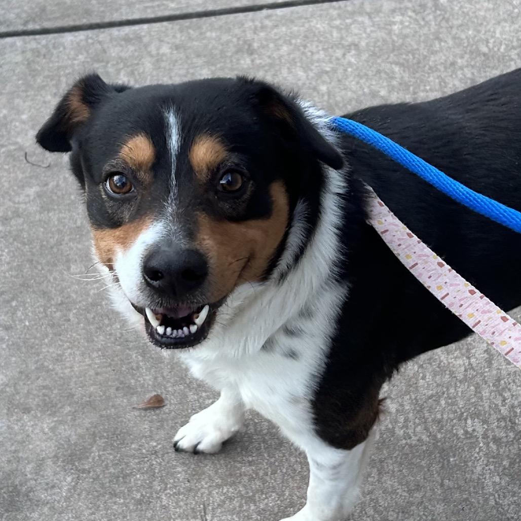 Striker, a Adoptable Mixed Breed in Chattanooga, TN image 4/6