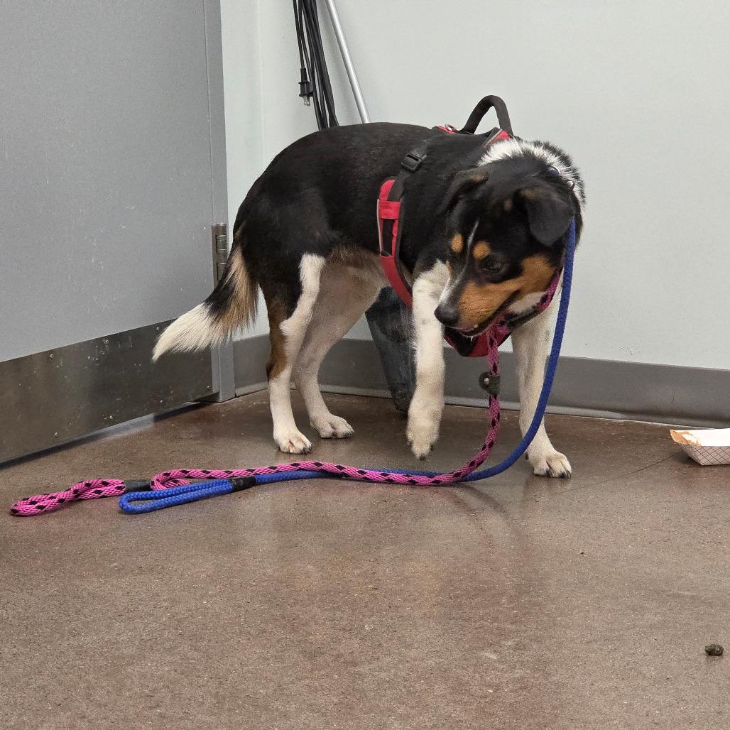 Striker, a Adoptable Mixed Breed in Chattanooga, TN image 5/6