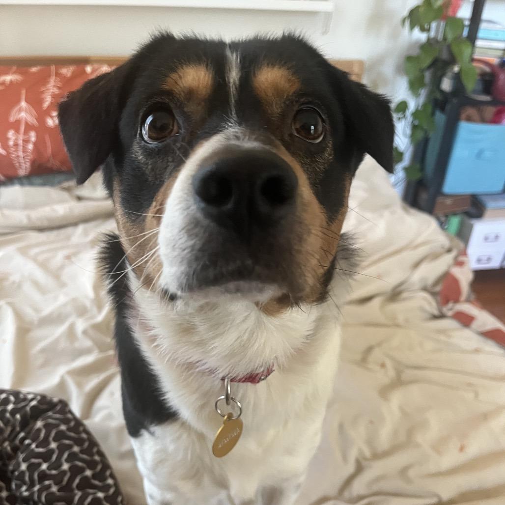 Striker, a Adoptable Mixed Breed in Chattanooga, TN image 6/6