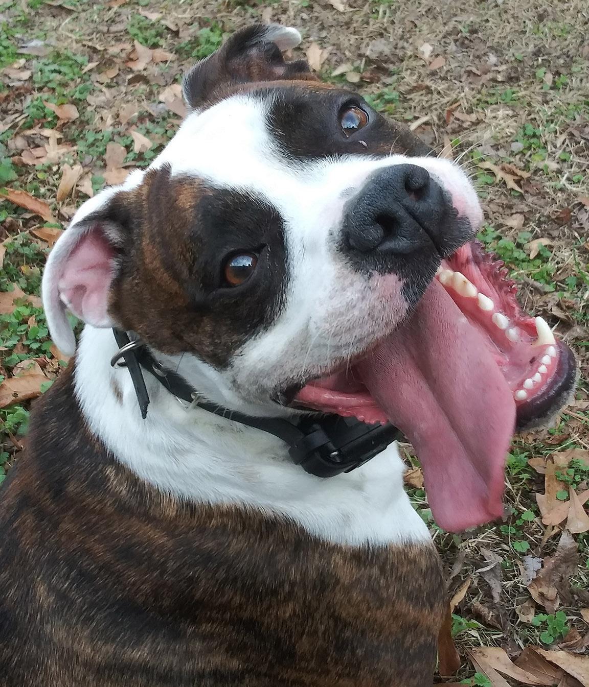 Gracie