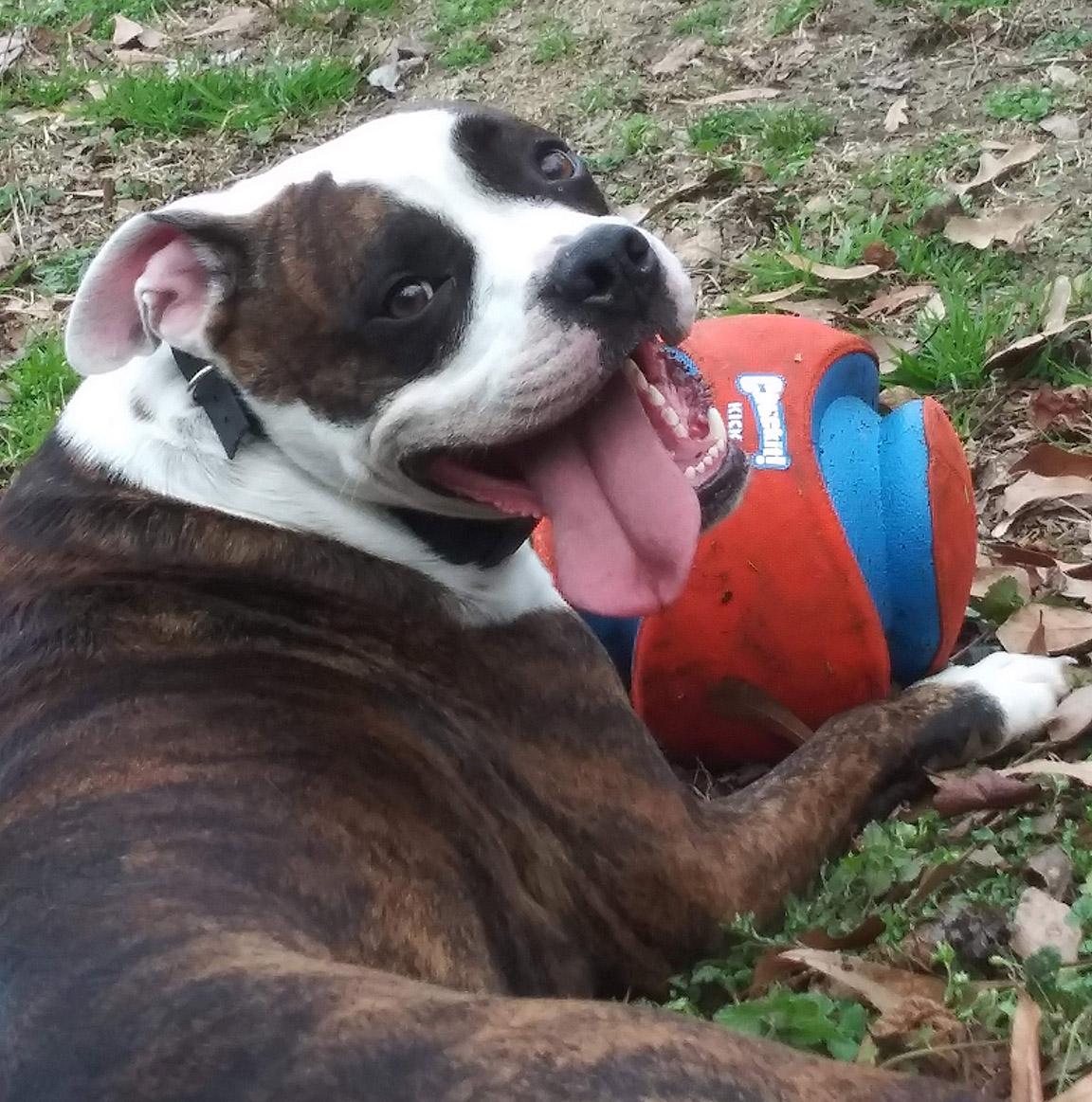 Gracie photo 4