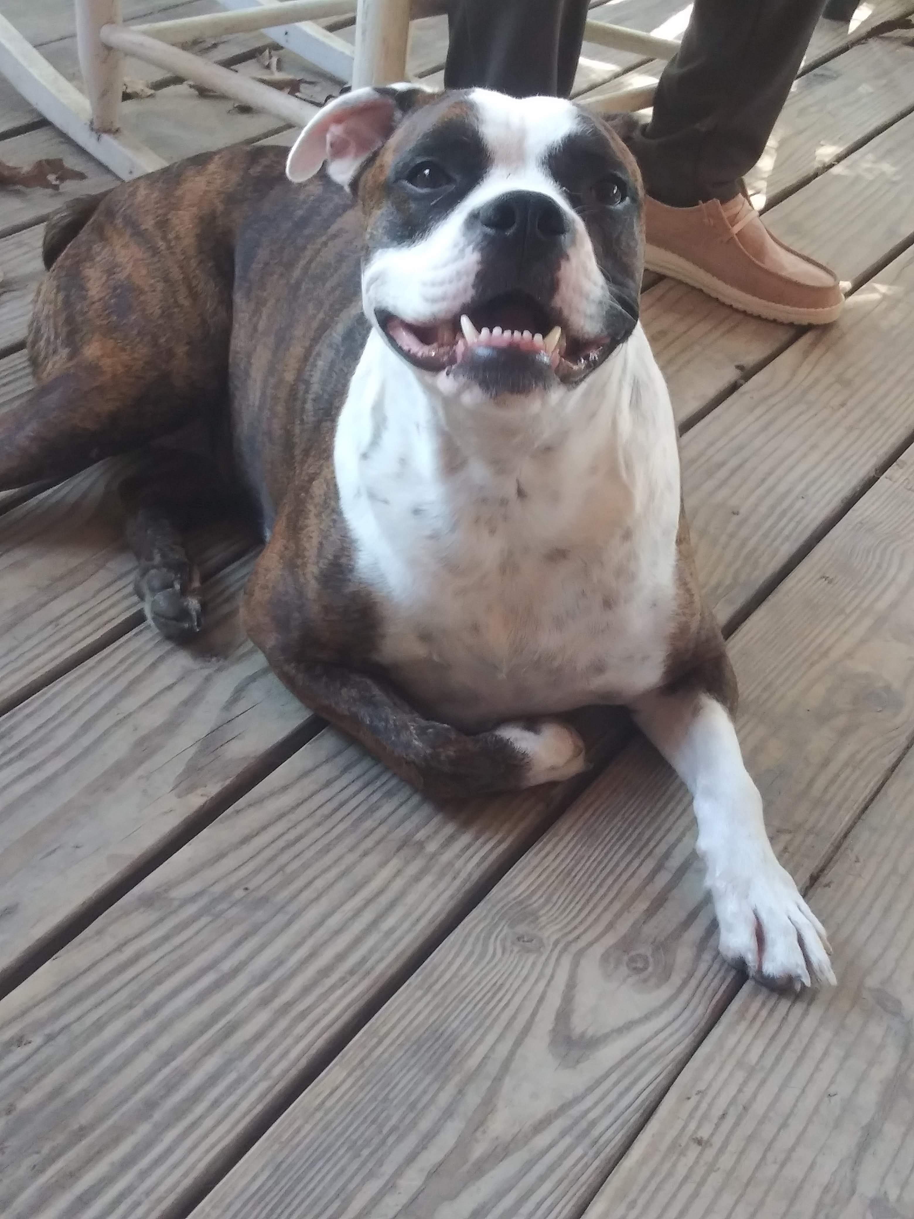 Gracie photo 5