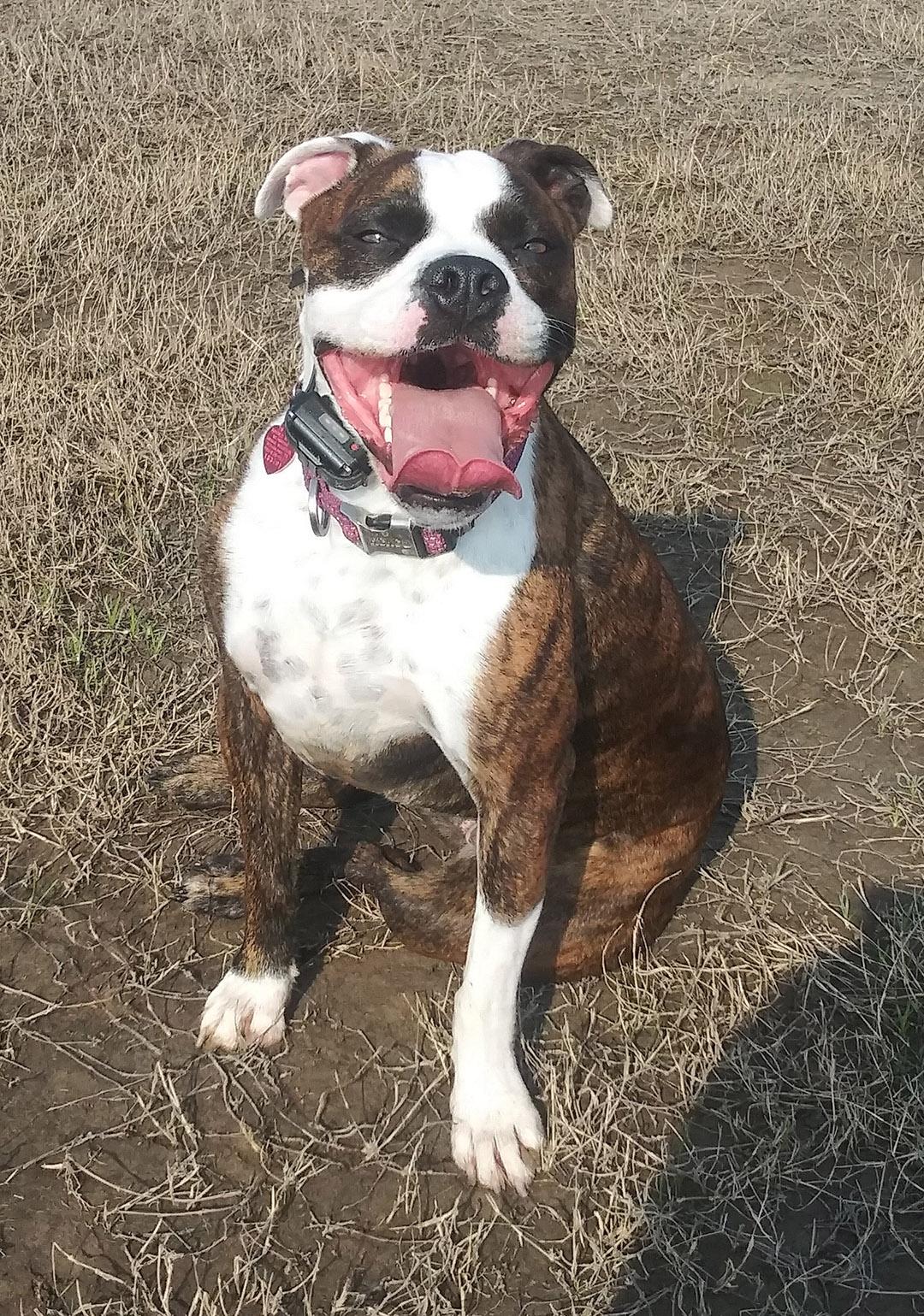 Gracie photo 2