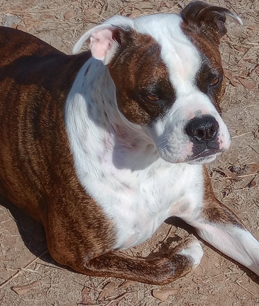 Gracie photo 3