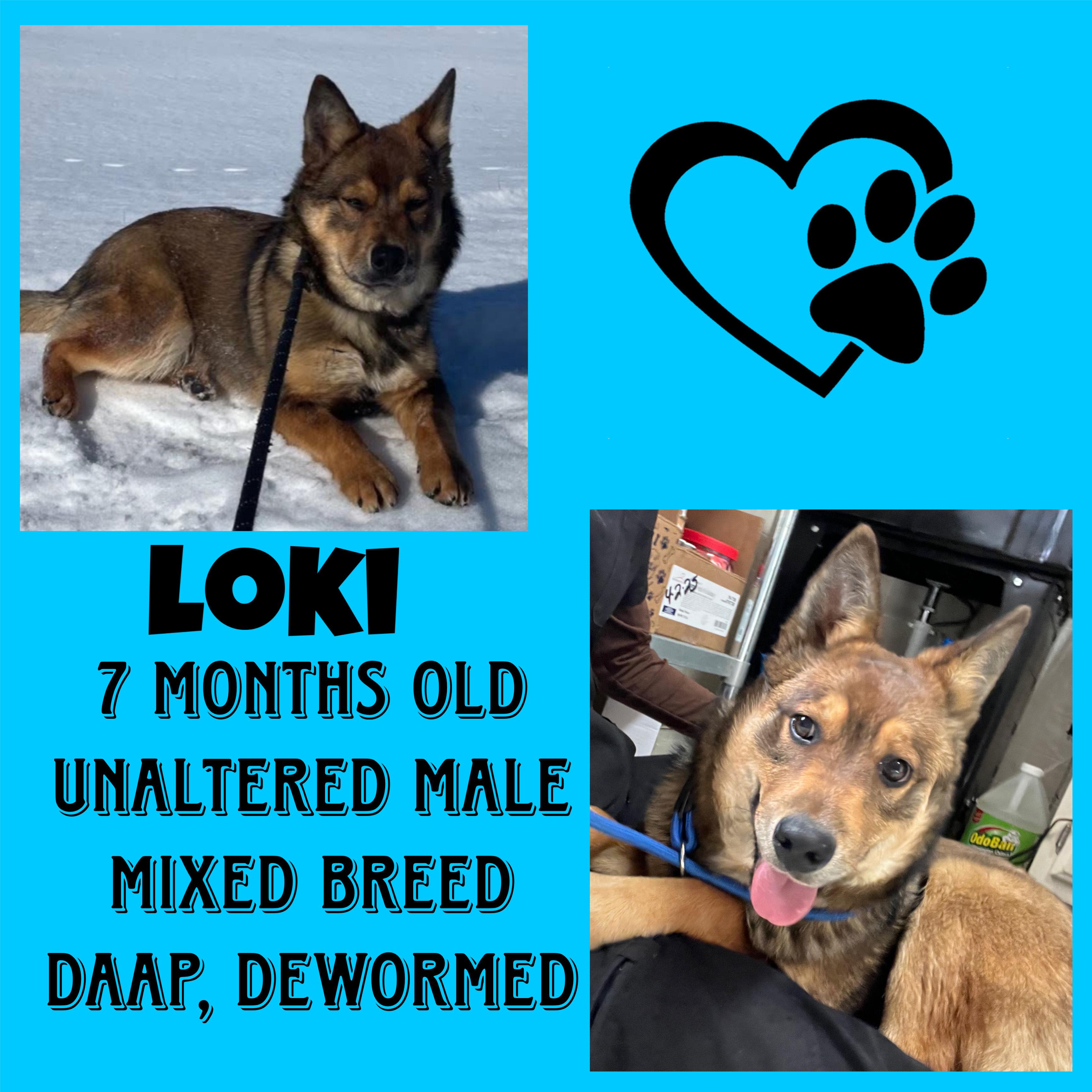 Enlarge Loki, a ADOPTABLE mixed breed in Cynthiana, KY image 1/1