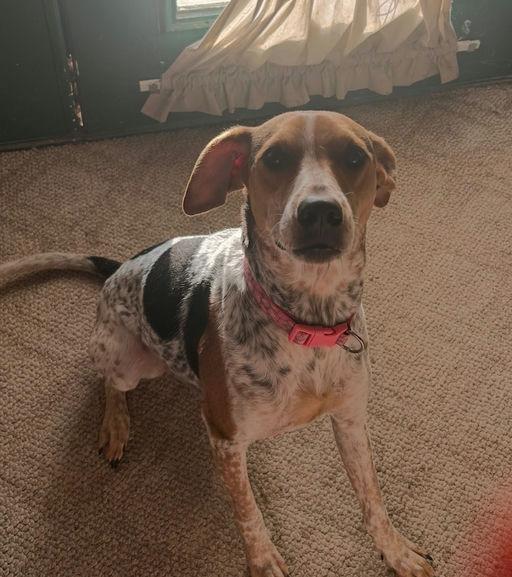 Sadie Love, Adoptable, Adult Female English Coonhound.