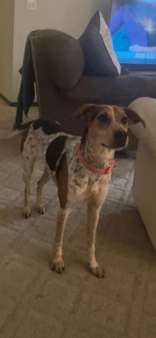 Enlarge Sadie Love, a Adoptable mixed breed in TULSA, OK image 2/2