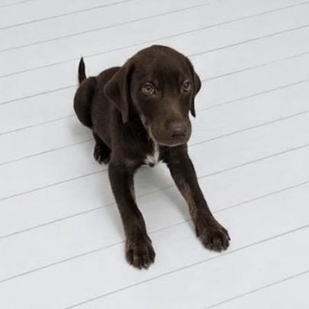 RIVEN, Adoptable, Puppy Male Labrador Retriever & Mixed Breed.