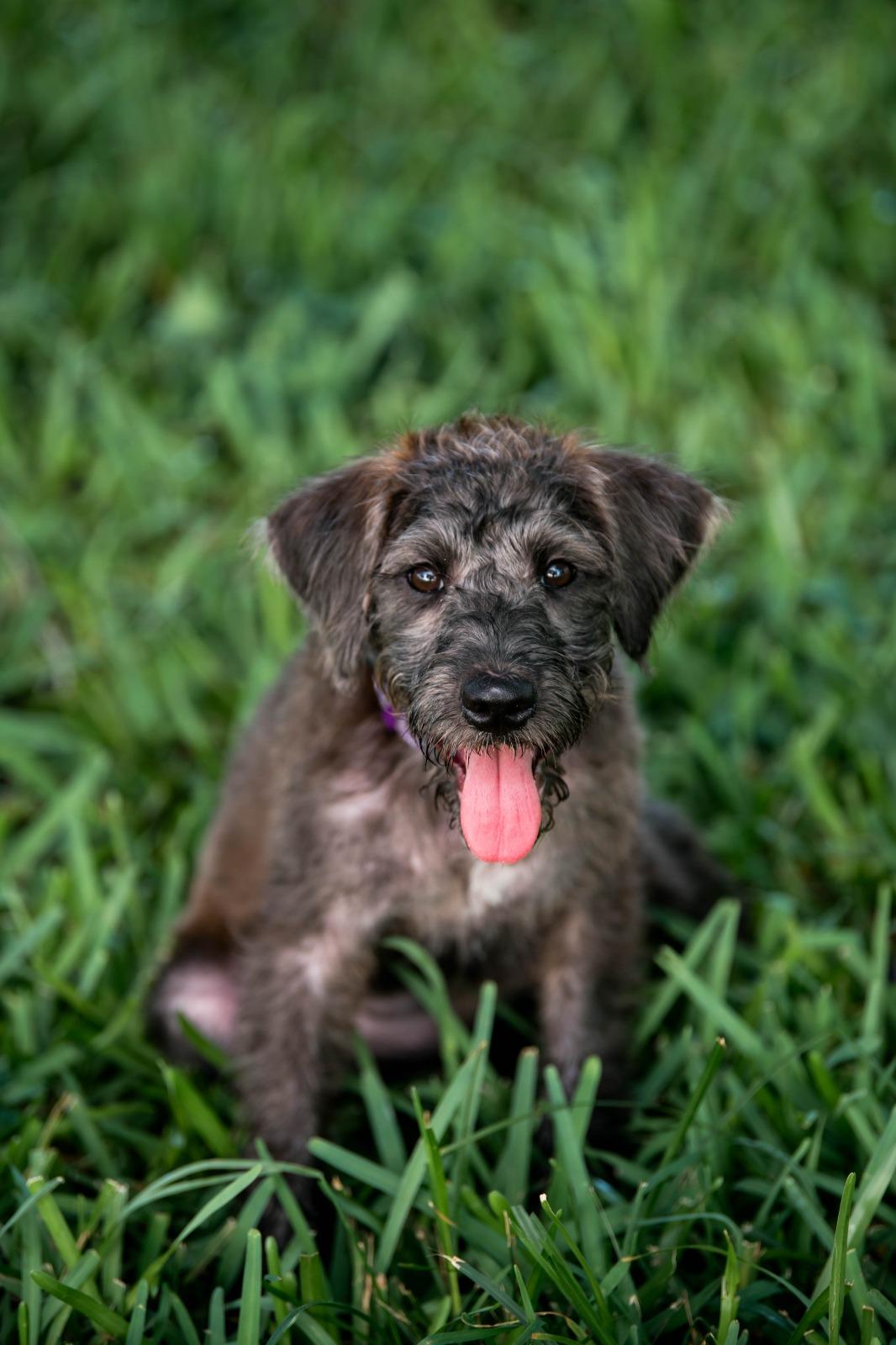 Delilah, Adoptable, Puppy Female Poodle & Schnauzer.