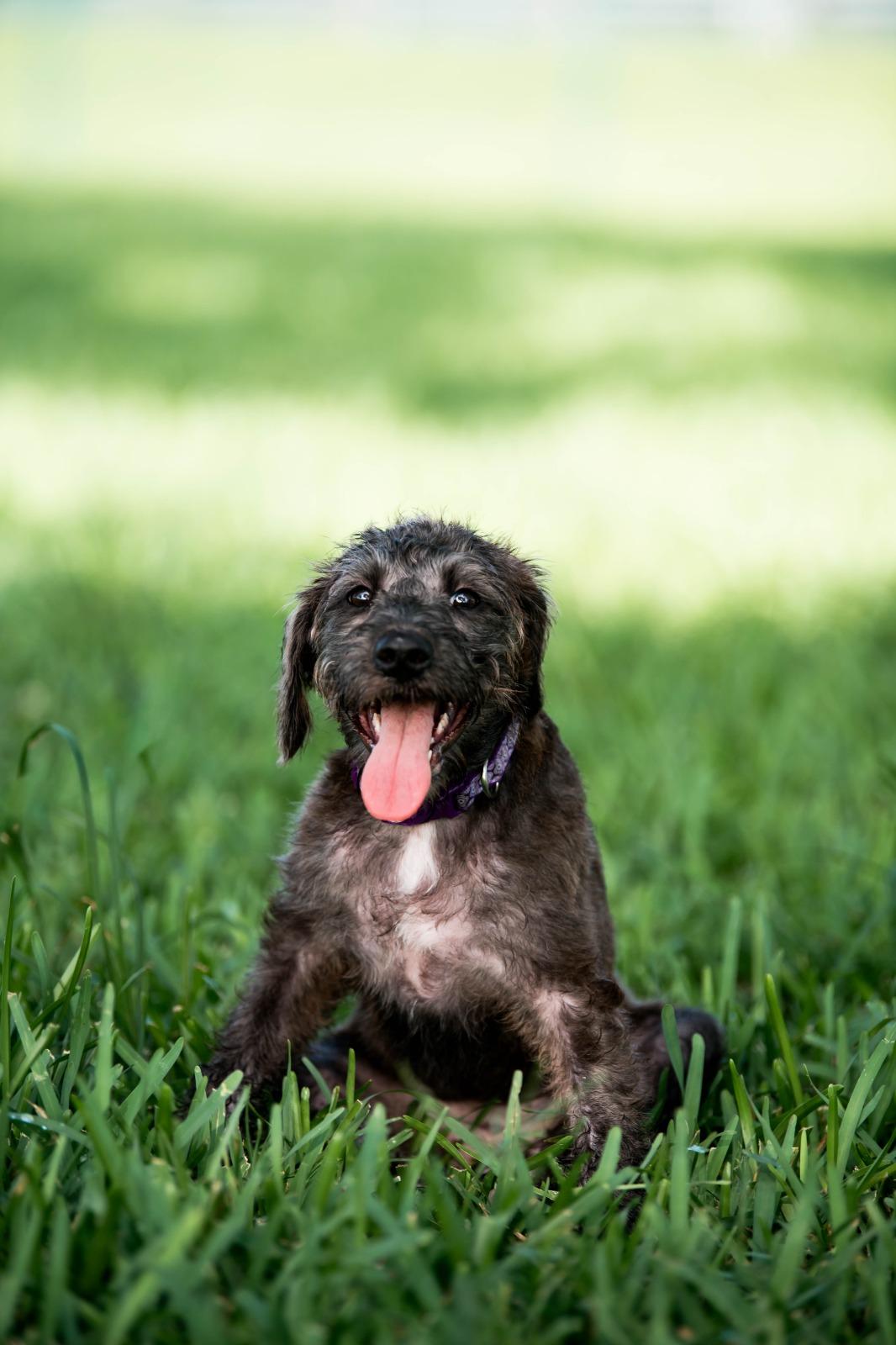 Delilah, a Adoptable mixed breed in Gainesville, FL image 3/4