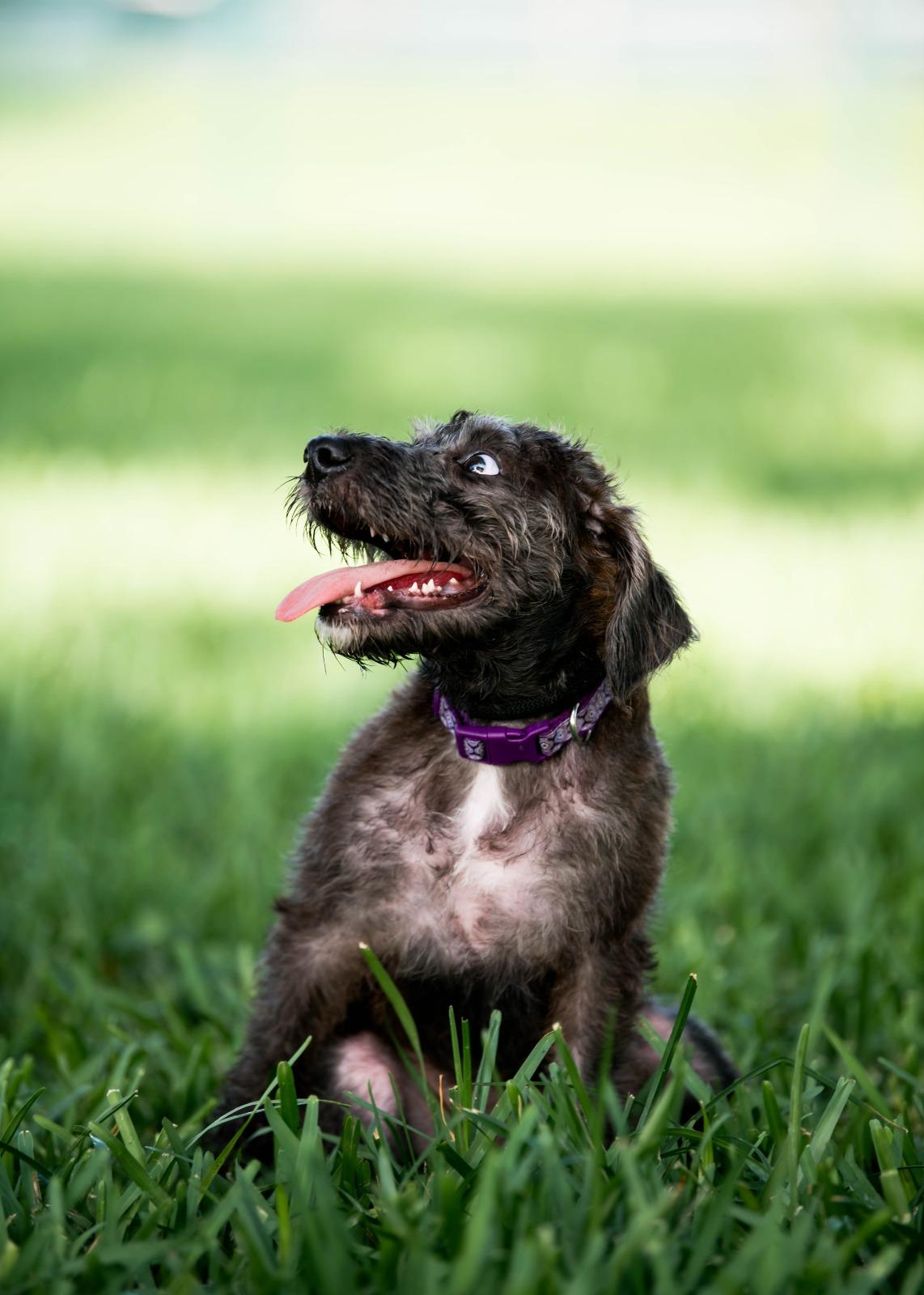 Delilah, a Adoptable mixed breed in Gainesville, FL image 2/4