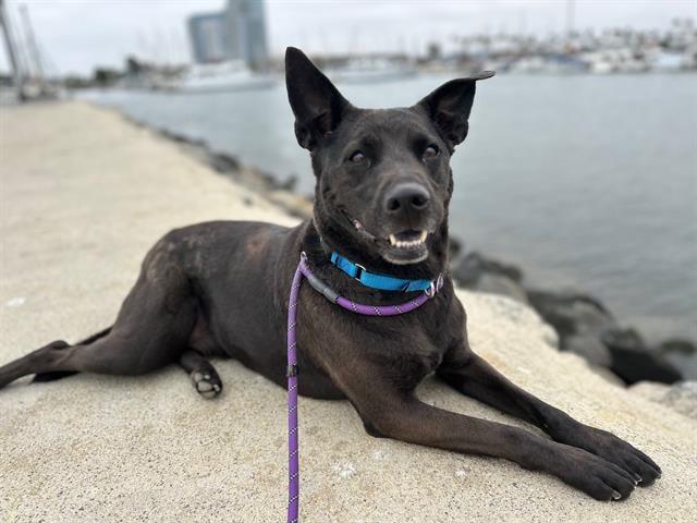 BELLA, Adoptable, Adult Female Labrador Retriever & Mixed Breed.