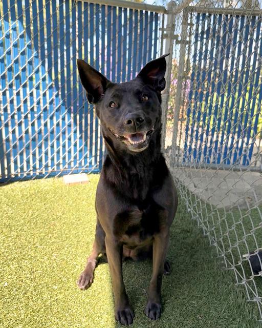 BELLA, Adoptable, Adult Female Labrador Retriever & Mixed Breed.