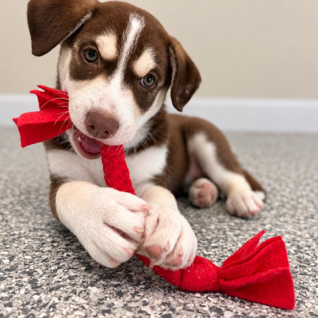 Enlarge Rio, a Adopted mixed breed in Crystal, MN image 2/4