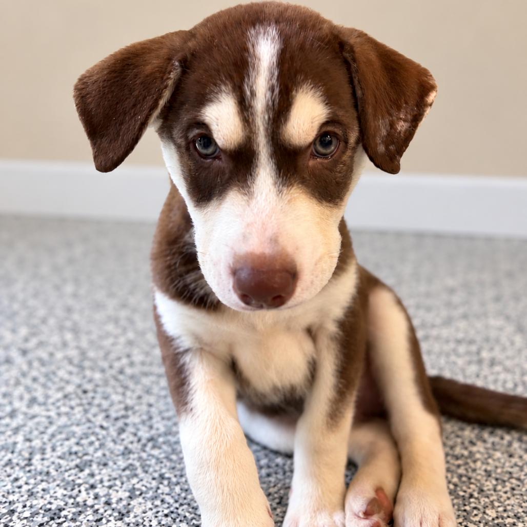 Enlarge Rio, a Adopted mixed breed in Crystal, MN image 3/4