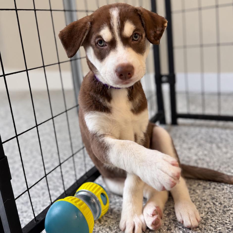 Enlarge Rio, a Adopted mixed breed in Crystal, MN image 4/4