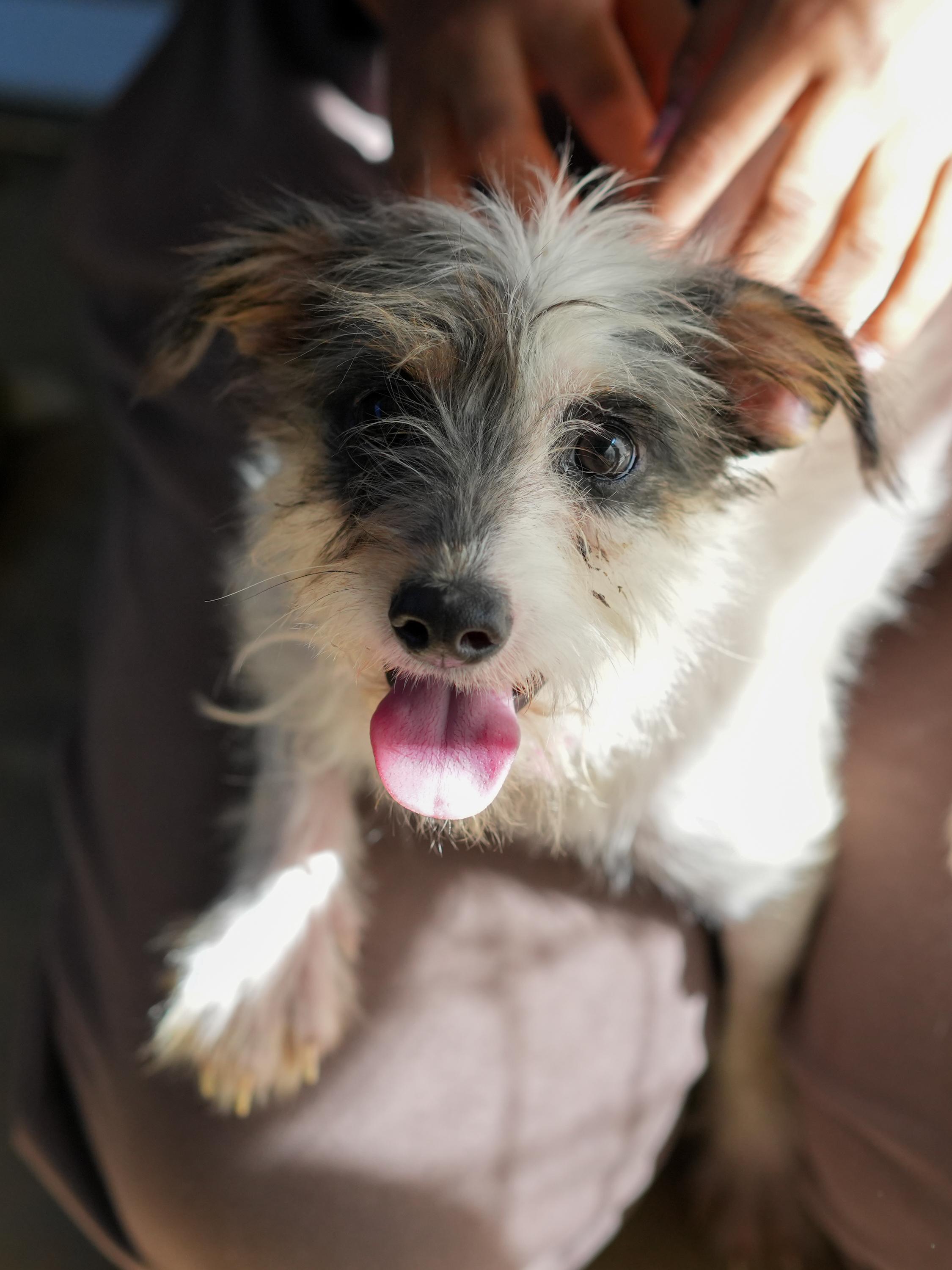 HOPS, a Adoptable mixed breed in Fresno, CA image 5/5