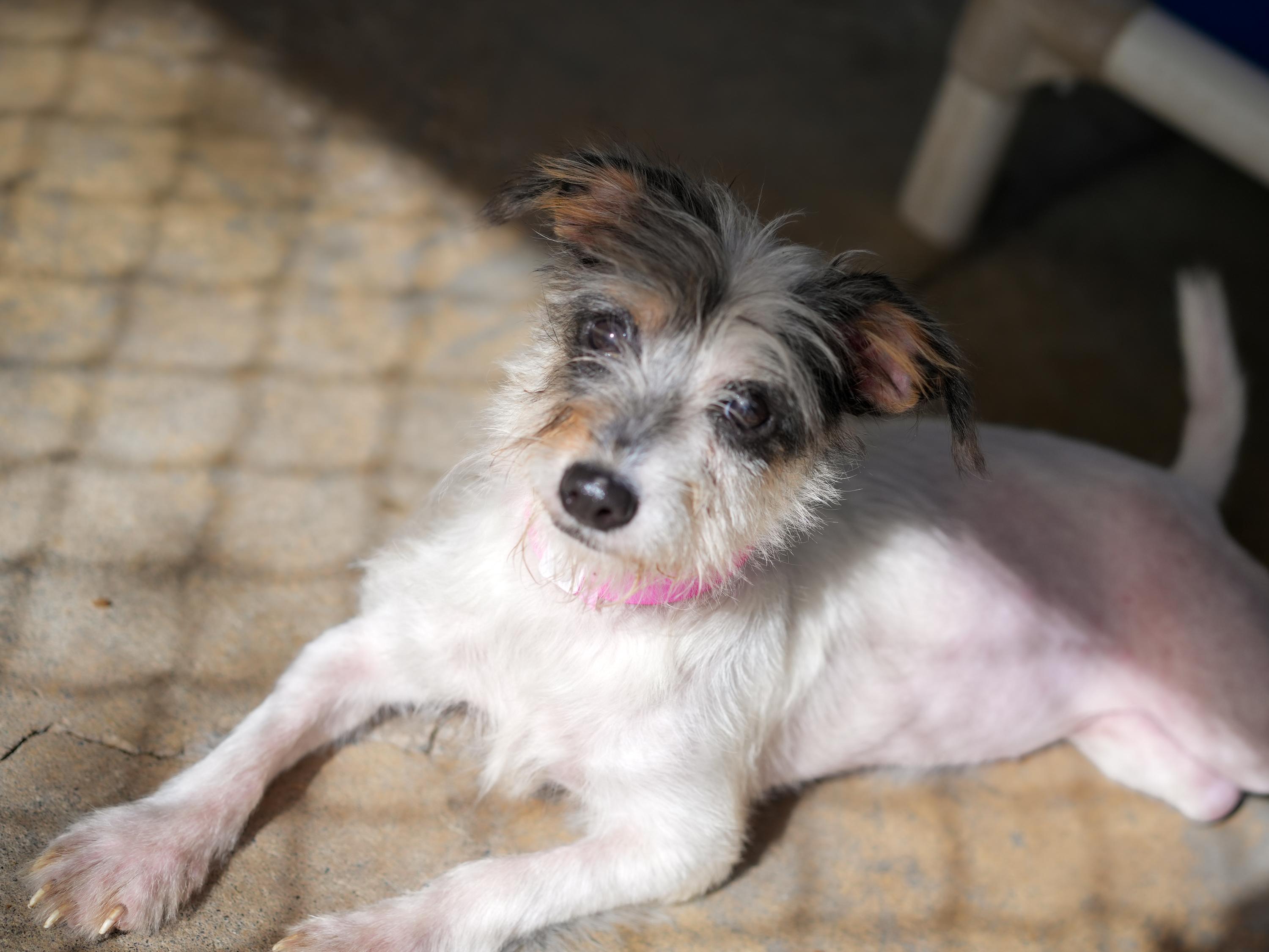 HOPS, a Adoptable mixed breed in Fresno, CA image 1/5