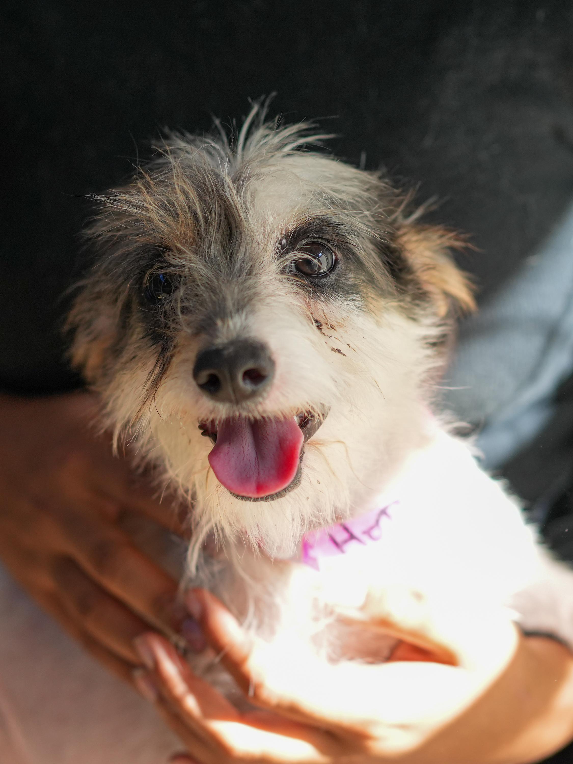 HOPS, a Adoptable mixed breed in Fresno, CA image 3/5
