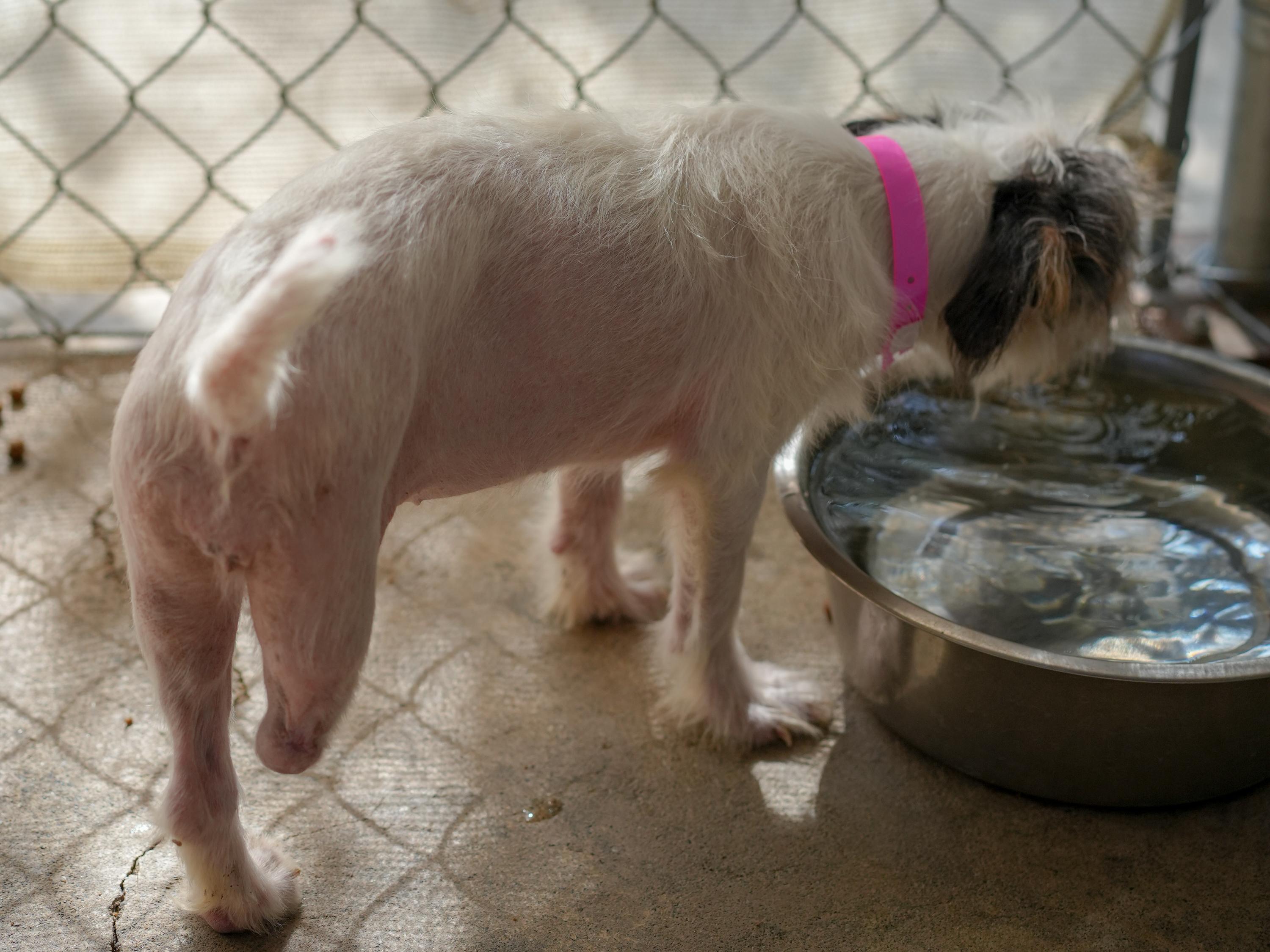 HOPS, a Adoptable mixed breed in Fresno, CA image 2/5
