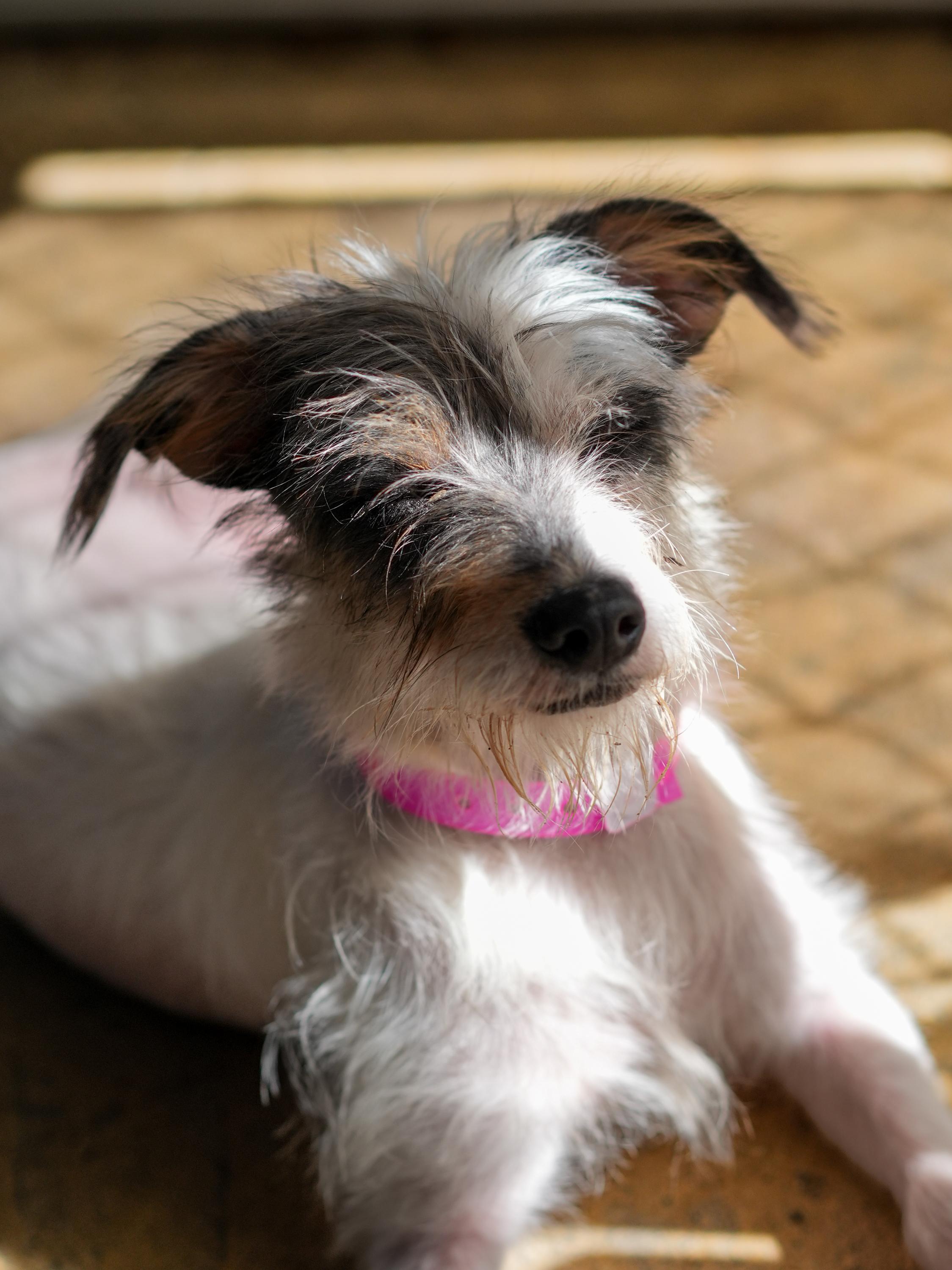 HOPS, a Adoptable mixed breed in Fresno, CA image 4/5