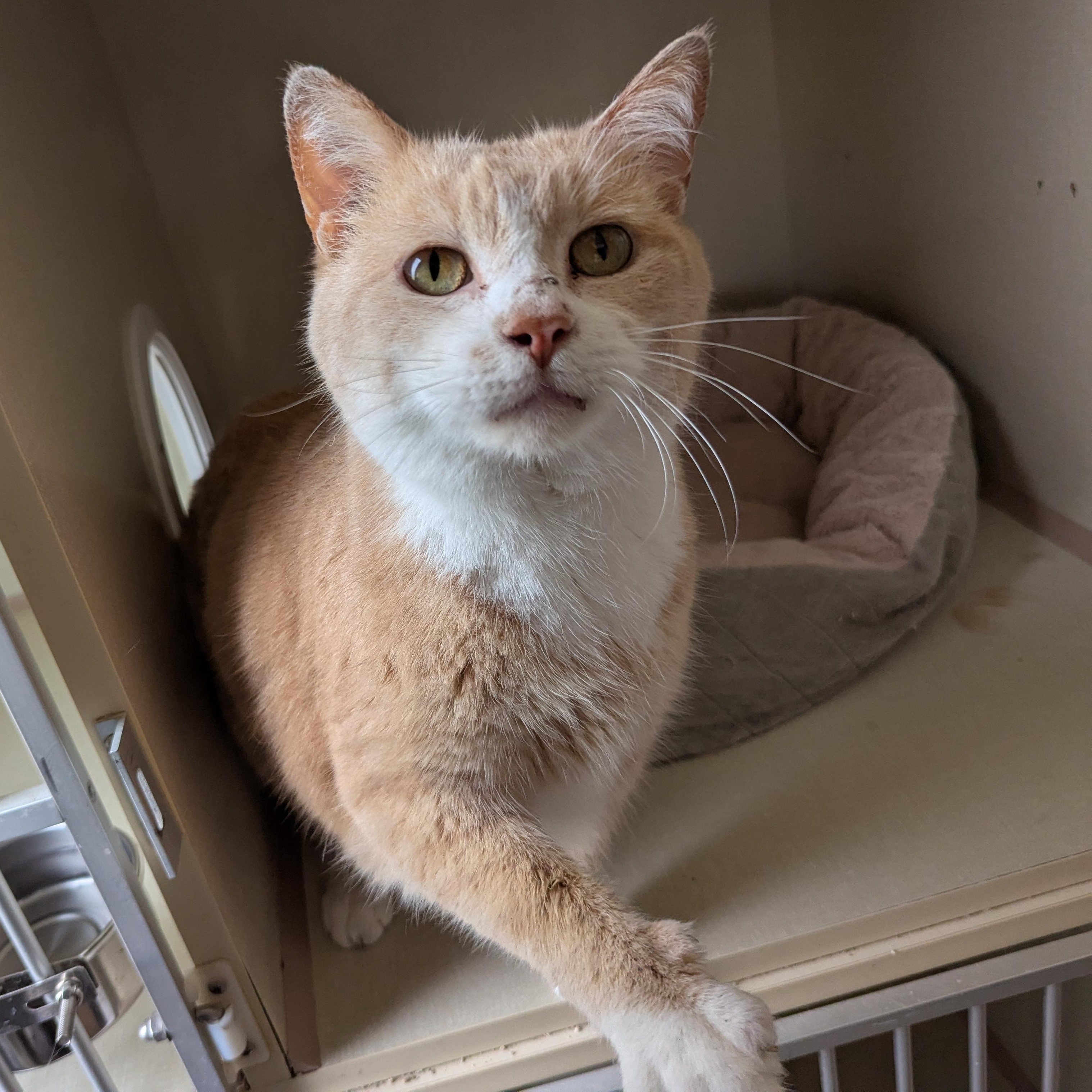 Marlin, an adoptable Domestic Short Hair in Morden, MB, R6M 1Y4 | Photo Image 1